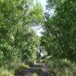 Schattige Wege Naturpark Nuthe-Nieplitz