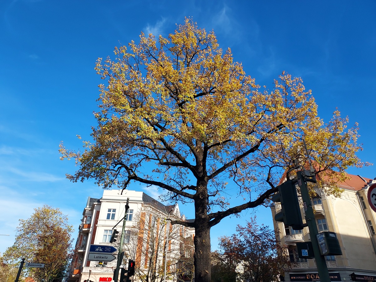 Kaisereiche Friedenau