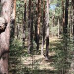 Fresdorfer Heide Anhöhe