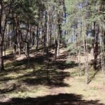 Fresdorfer Heide Anhöhe (2)