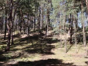 Fresdorfer Heide Anhöhe (2)