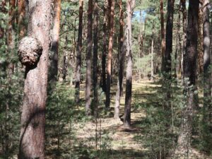 Fresdorfer Heide Anhöhe