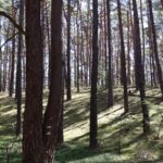 Fresdorfer Heide Furchen und Anöhen