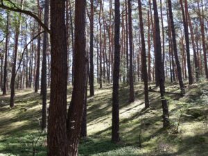 Fresdorfer Heide Furchen und Anöhen