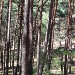 Fresdorfer Heide Hügel