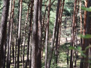 Fresdorfer Heide Hügel