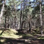 Fresdorfer Heide Hügeliges Terrain