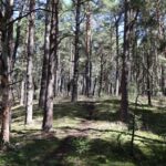 Fresdorfer Heide Pfad über Hügel