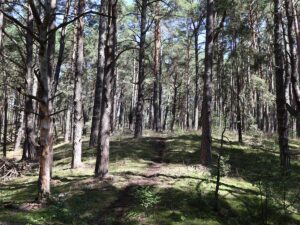 Fresdorfer Heide Pfad über Hügel