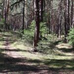 Fresdorfer Heide Pfade und Furchen