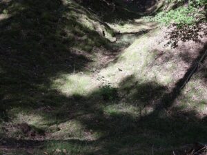 Fresdorfer Heide Unebene Erde