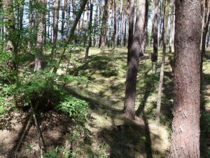 Fresdorfer Heide Wald und Furchen