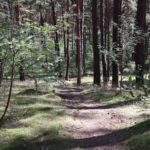 Fresdorfer Heide Weg Hügel hinab