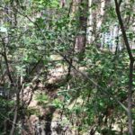 Fresdorfer Heide Zuweilen undruchdringliches Terrain