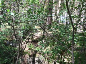 Fresdorfer Heide Zuweilen undruchdringliches Terrain