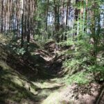 Graben durch den Wald Fresdorfer Heide