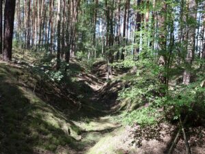 Graben durch den Wald Fresdorfer Heide