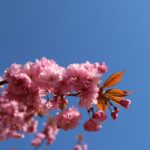 Kirschblüte 2026 Kirschblütenallee