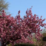 Kirschblüte 2026 Kirschblütenallee