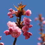 Kirschblüte 2026 Kirschblütenallee