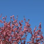 Kirschblüte 2026 Kirschblütenallee