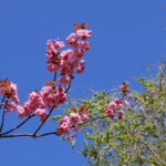 Kirschblüte 2026 Kirschblütenallee