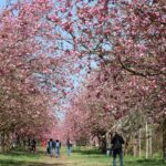 Kirschblüte 2026 Kirschblütenallee