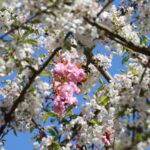 Kirschblüte 2026 Kirschblütenallee