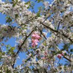 Kirschblüte 2026 Kirschblütenallee