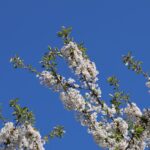 Kirschblüte 2026 Kirschblütenallee
