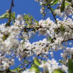 Kirschblüte 2026 Kirschblütenallee