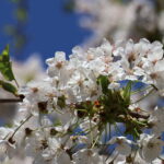 Kirschblüte 2026 Kirschblütenallee
