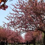 Kirschblüte 2026 Kirschblütenallee