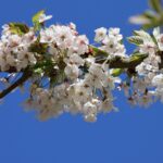 Kirschblüte 2026 Kirschblütenallee