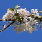 Kirschblüte 2026 Kirschblütenallee