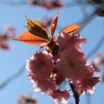 Kirschblüte 2026 Kirschblütenallee