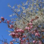 Kirschblüte 2026 Kirschblütenallee