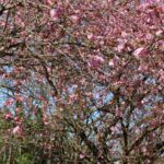 Kirschblüte 2026 Kirschblütenallee