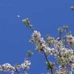 Kirschblüte 2026 Kirschblütenallee