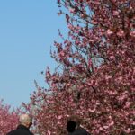 Kirschblüte 2026 Kirschblütenallee