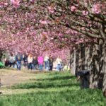 Kirschblüte 2026 Kirschblütenallee