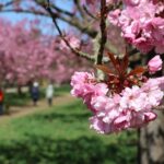 Kirschblüte 2026 Kirschblütenallee