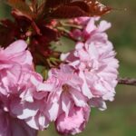 Kirschblüte 2026 Kirschblütenallee