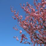 Kirschblüte 2026 Kirschblütenallee