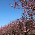 Kirschblüte 2026 Kirschblütenallee