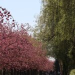 Kirschblüte 2026 Kirschblütenallee