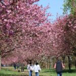 Kirschblüte 2026 Kirschblütenallee