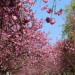 Kirschblüte 2026 Kirschblütenallee