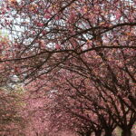 Kirschblüte 2026 Kirschblütenallee