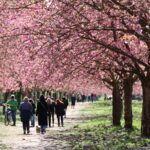 Kirschblüte 2026 Kirschblütenallee
